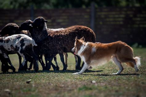 training border collies to herd.